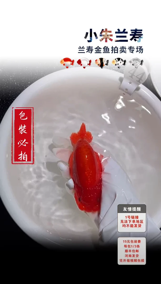 金鱼包装必拍未拍顺丰到付44号