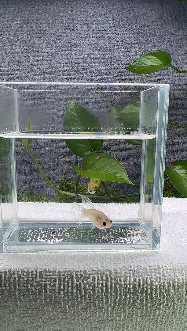 孔雀鱼阿浩孔雀鱼