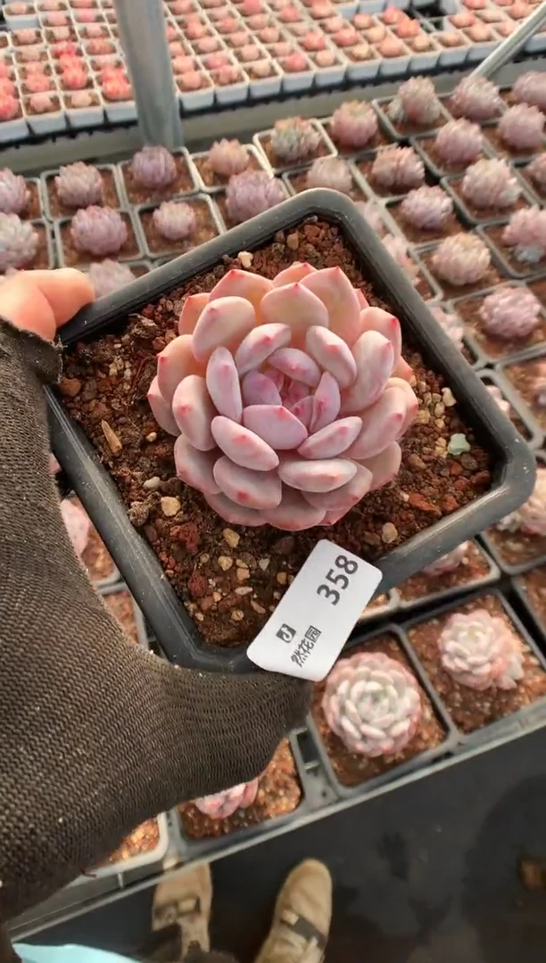 【闪购商品】358蒙克一物一拍