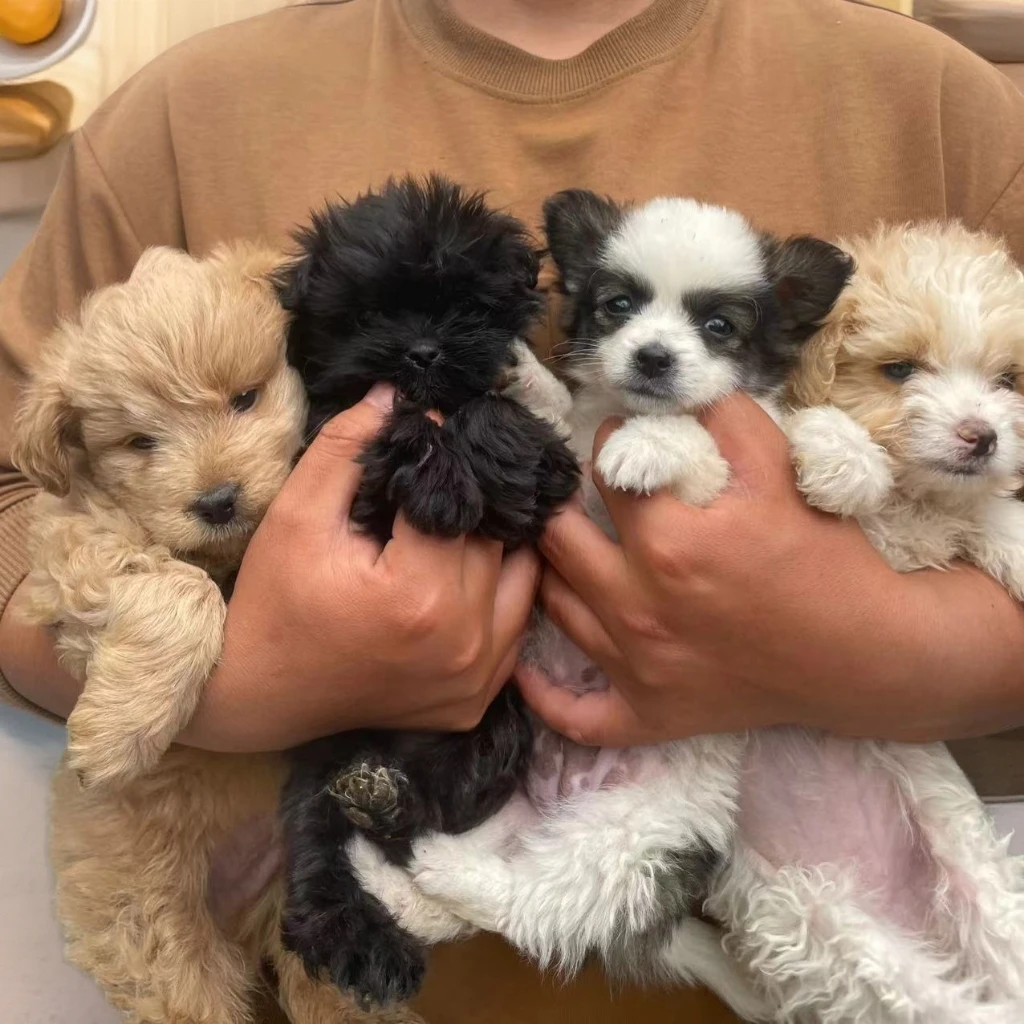 可卡布可卡熊马尔泰比熊泰迪小串串狗狗活体一物一拍