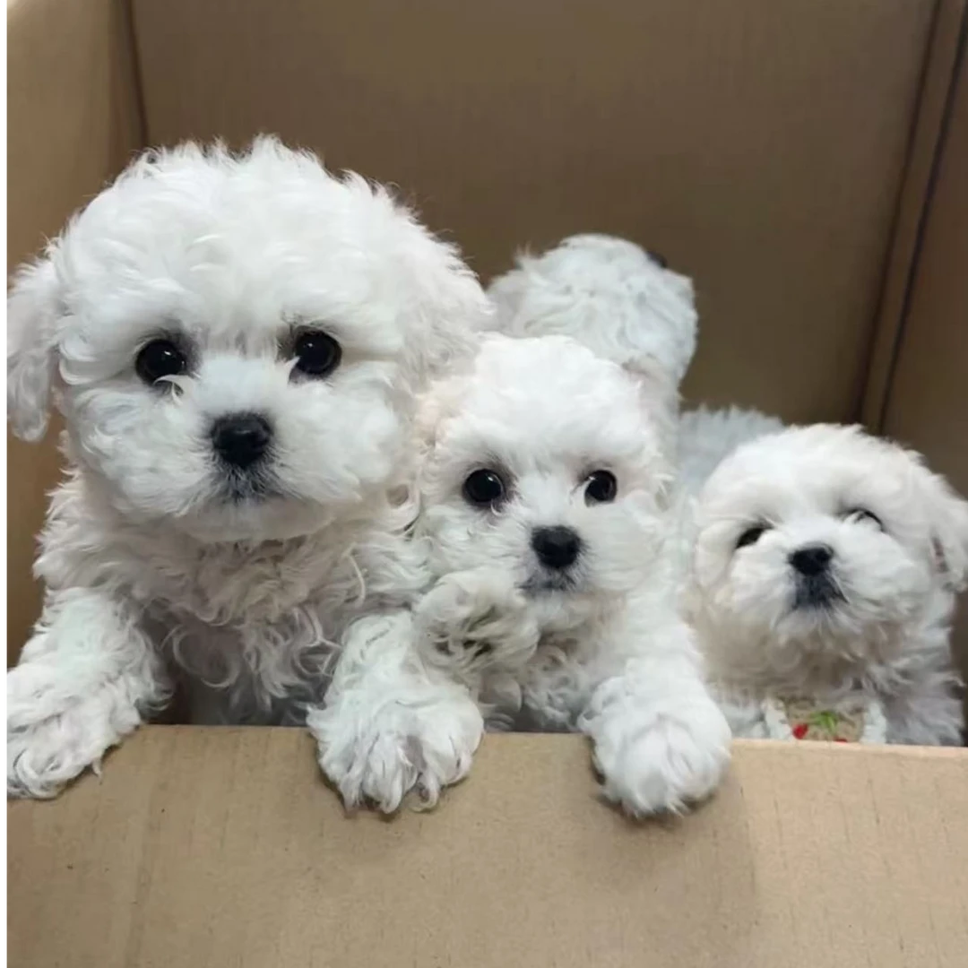 通用宠物活体包健康