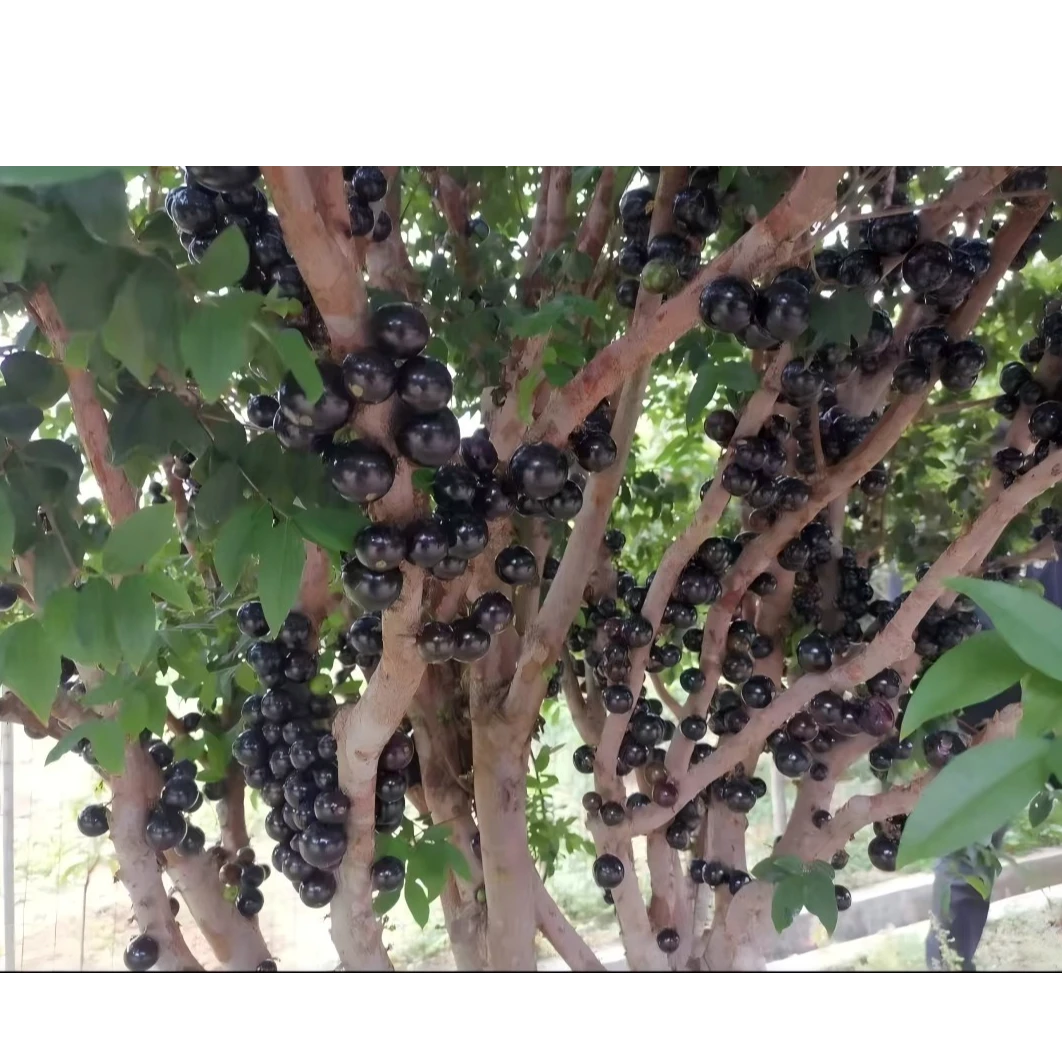 艾斯卡嘉宝果树苗庭院种植盆栽地栽