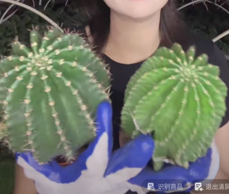 二妹园艺【 1颗 大彩草 + 1颗 大黑金刚 】【实生根】脱土随机发货