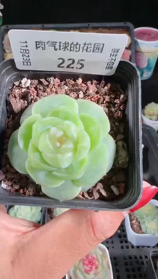 1123-225流光群生不包整