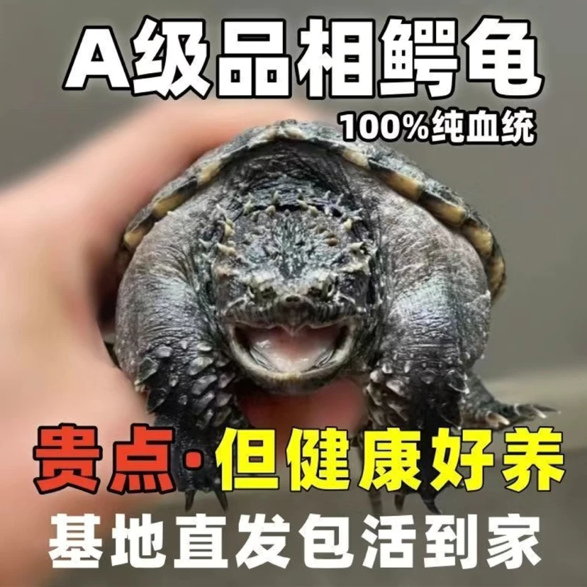 小鳄龟佛鳄龟鳄鱼龟纯佛鳄龟苗鲜活北美鳄龟杂佛鳄龟活体小乌龟