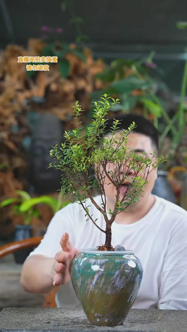 当前无花栽培后可以开花楠木259+