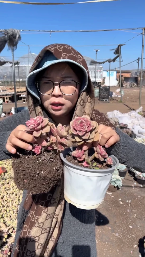 【闪购商品】14-鹅肝两颗5