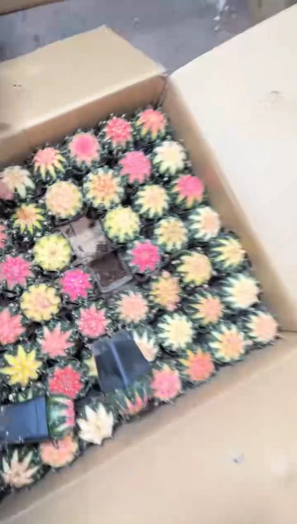 3颗 牡丹锦球【实生根】