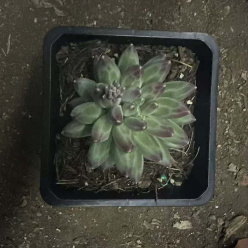 乌拉克拉 多肉植物 满15包邮