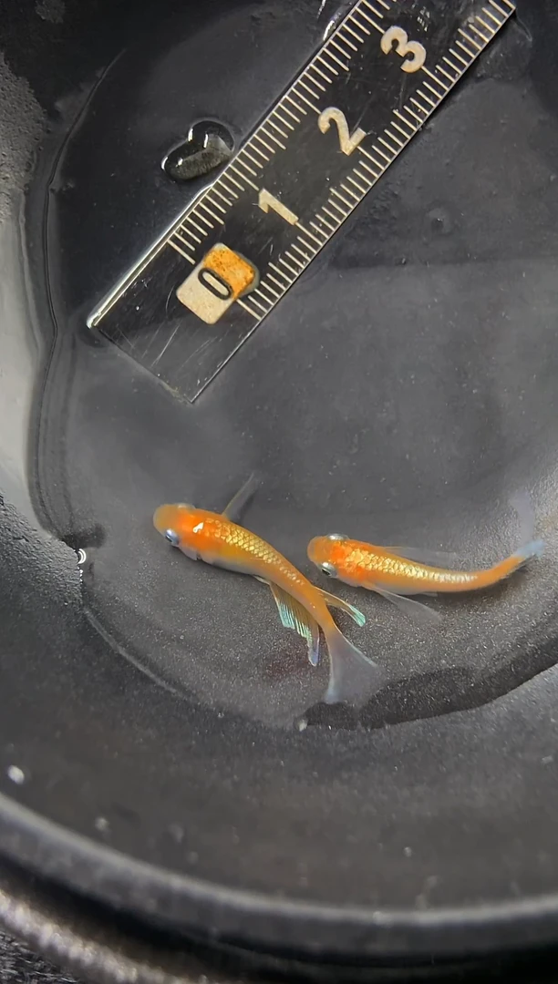 青鳉鱼11号真长林血赤壁
