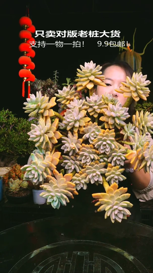 158号w紫雾一物一拍