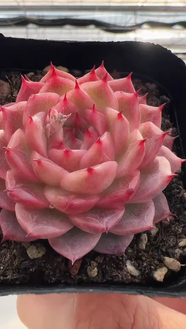 【闪购商品】绯月潭-10