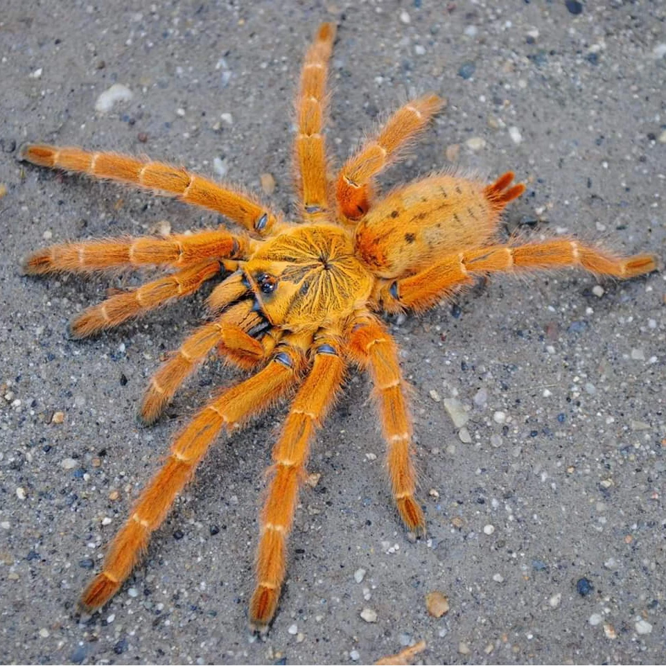 非洲橙巴布 C8烈阳橙巴布 宠物蜘蛛 凶猛金黄色