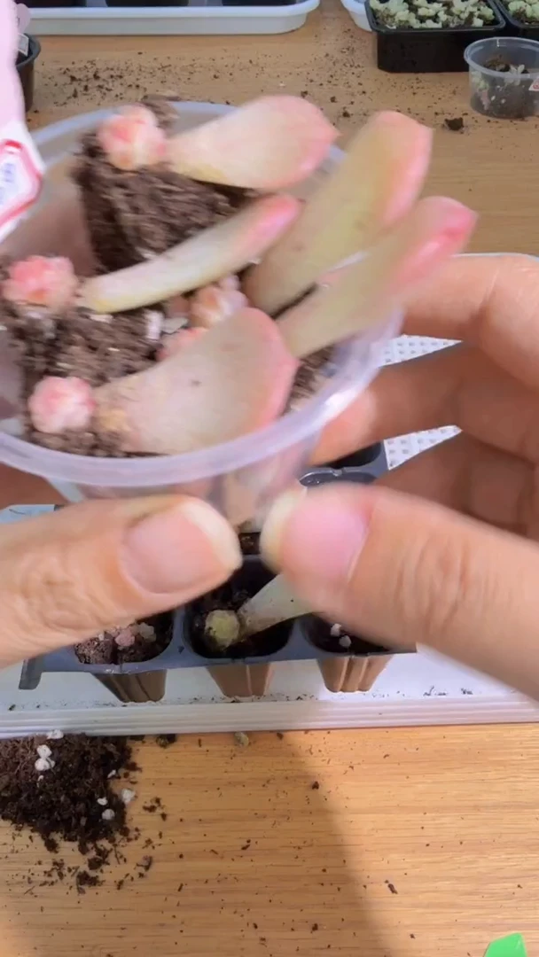 千金109/0.5cm左右带母叶 5颗量拍混发 多肉植物
