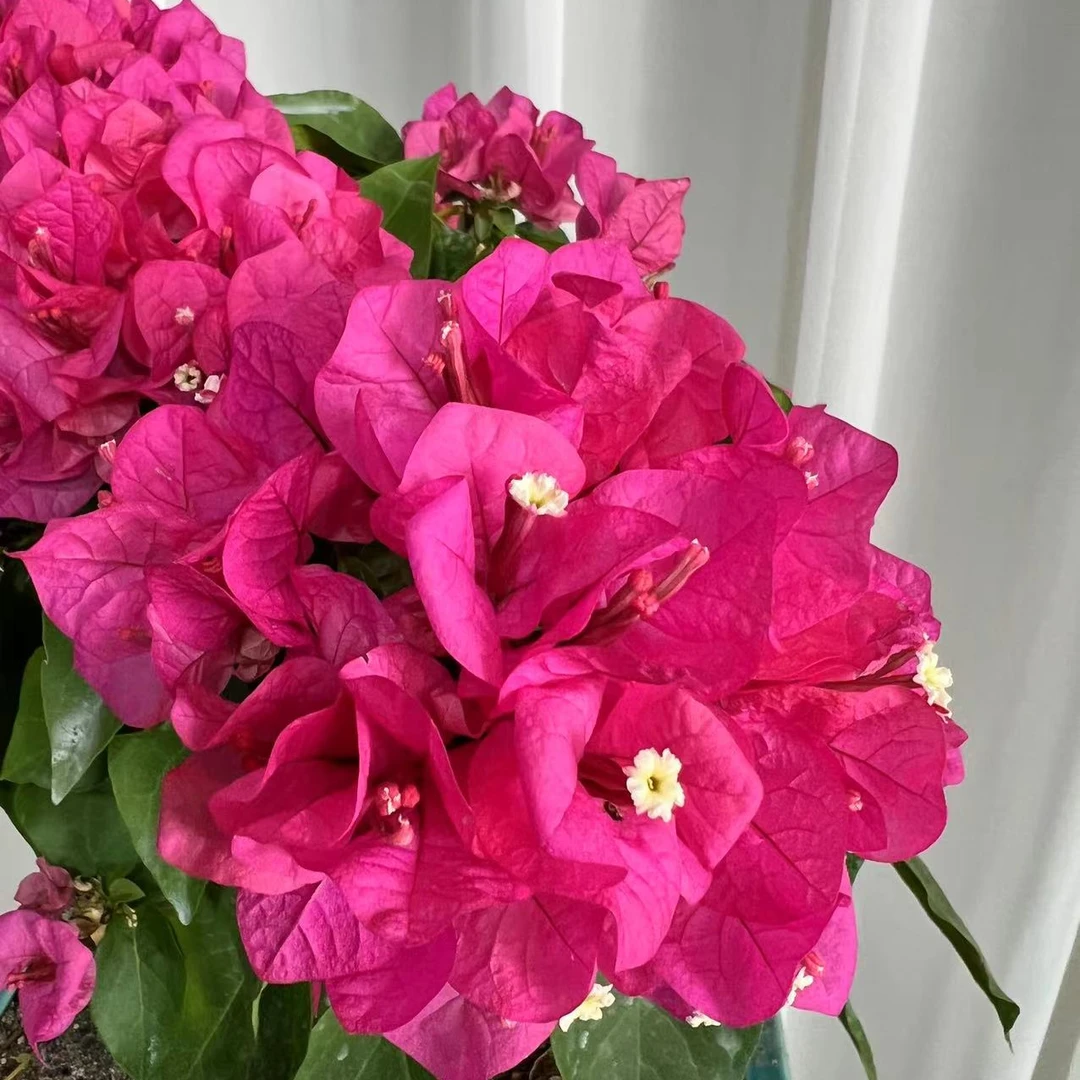 三角梅精品盆景原生老桩一物一拍（全国包邮1）