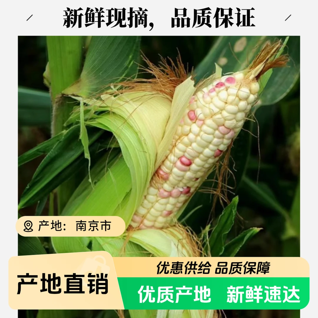 八卦洲新鲜花玉米鲜甜可口鲜香软糯现采现摘顺丰包邮送货到家1-5斤香软糯现采现摘江苏省江苏省