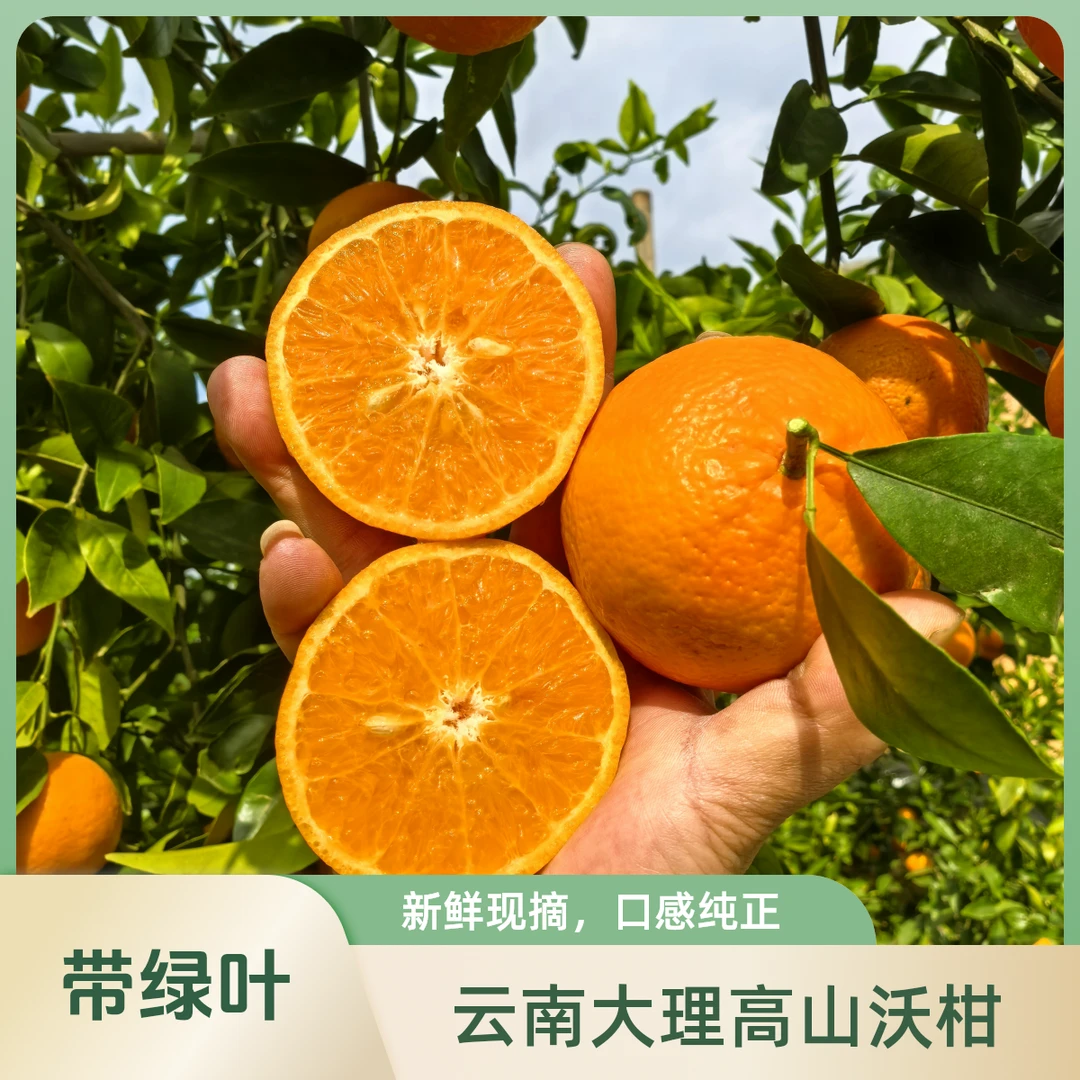 【顺丰包邮】带绿叶沃柑云南大理宾川高山带枝带绿叶整箱