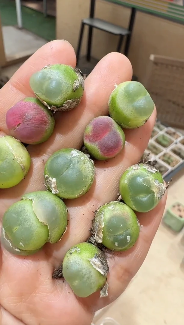 17-305多肉植物肉锥SH2606紫皮拉登一颗