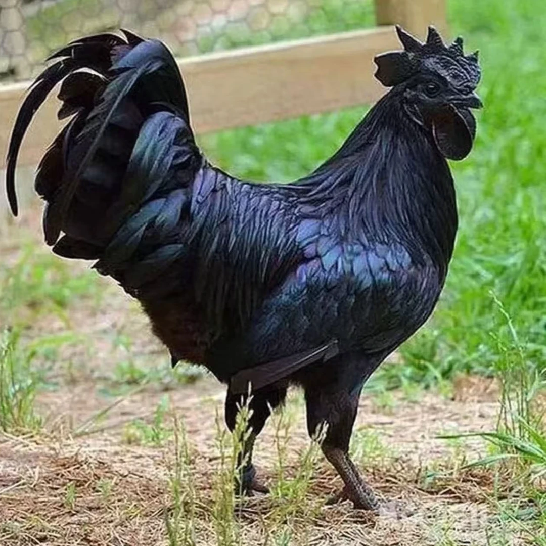 散养黄河乌骨鸡成年公鸡宠物鸡顺丰包邮