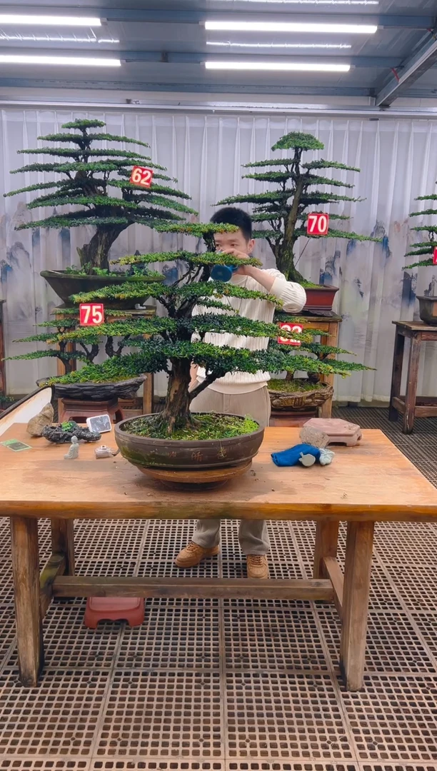 无花朵峰*精品盆景直播间一物一拍