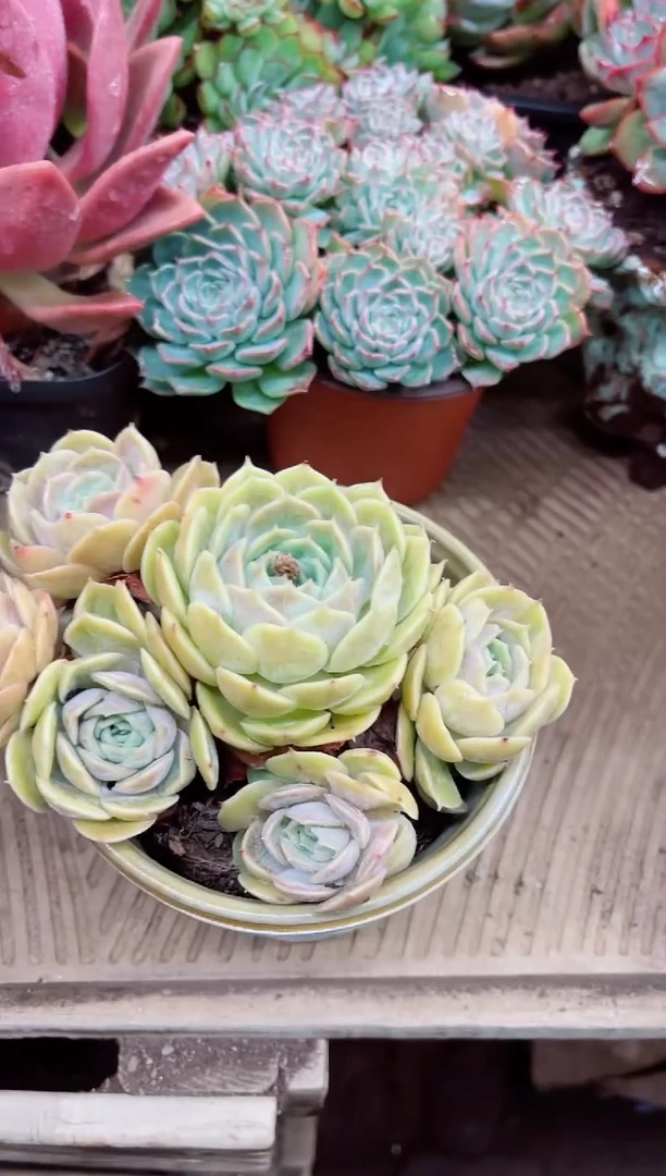 昕*27016多肉植物一物一拍