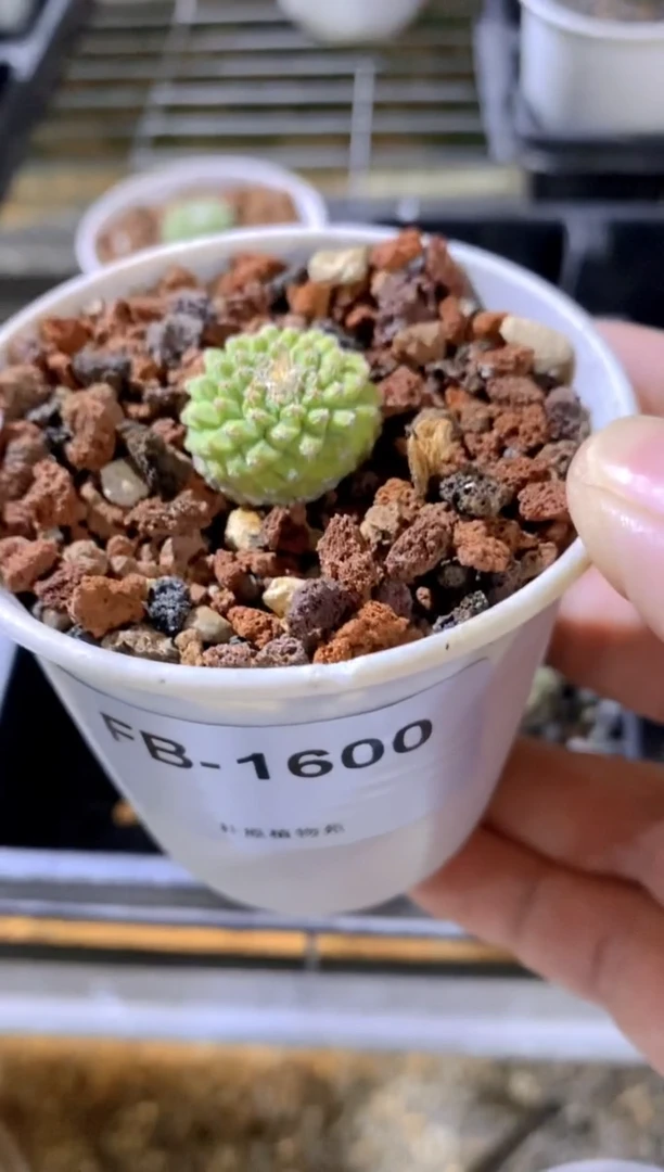 【闪购商品】白花菊水FB-1600