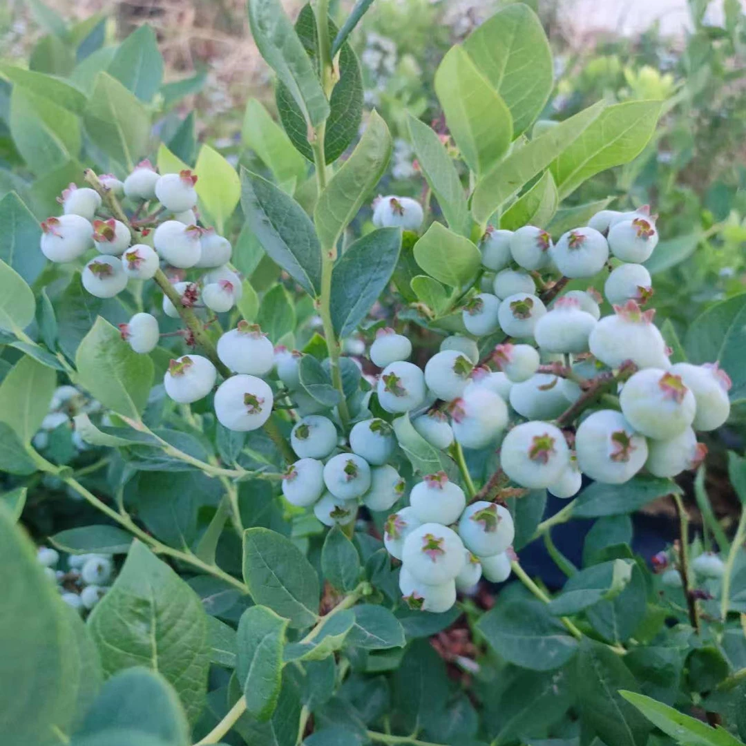 蓝莓果树苗  一物一拍   带叶发货 养死不补不退