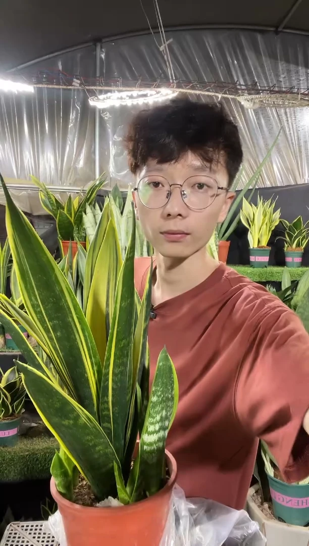 黄金兰带盆土27.8