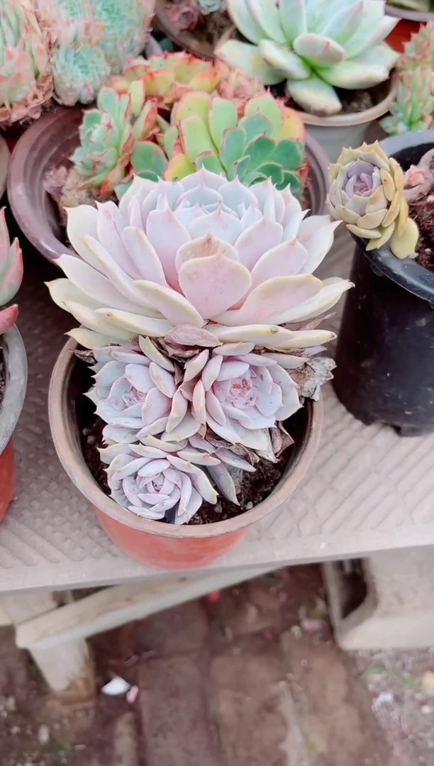 Y****兔30113多肉植物一物一拍
