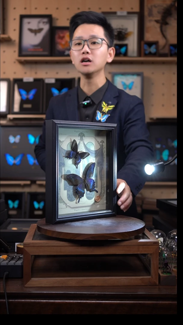 绿带翠凤蝶春夏型组合复古窗花款