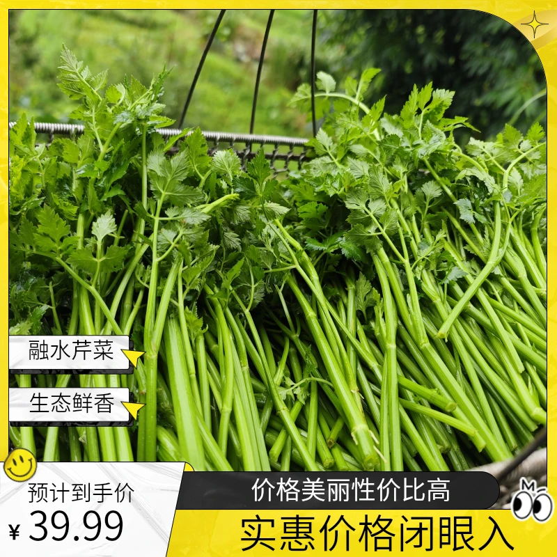 融水县三防镇九万山野芹菜新鲜生态移植人工养护芹菜炒肉