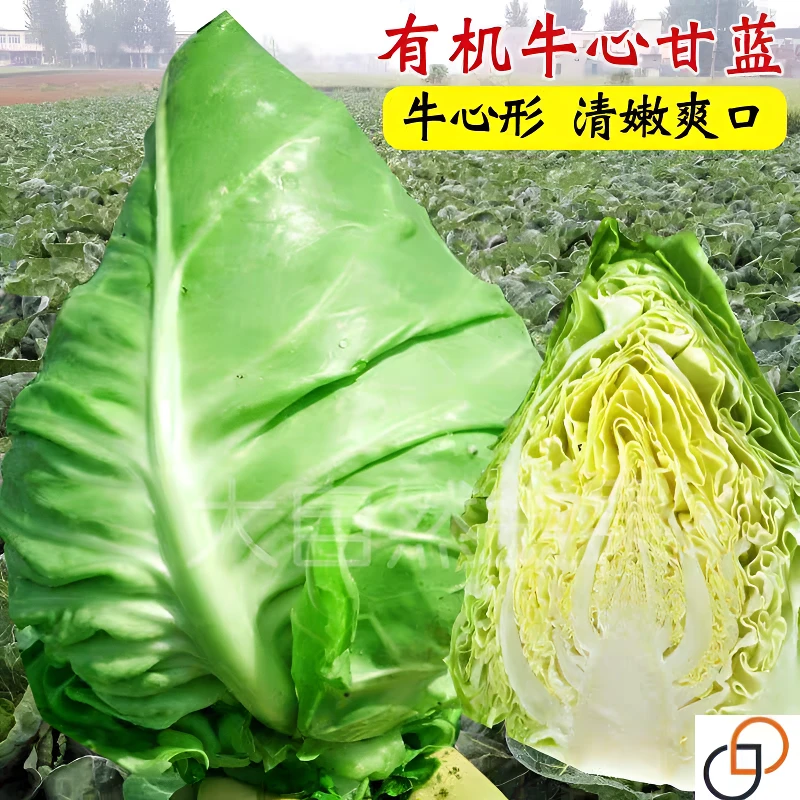 贵州高山农家自种新鲜牛心包菜口感清甜包包白包菜板栗