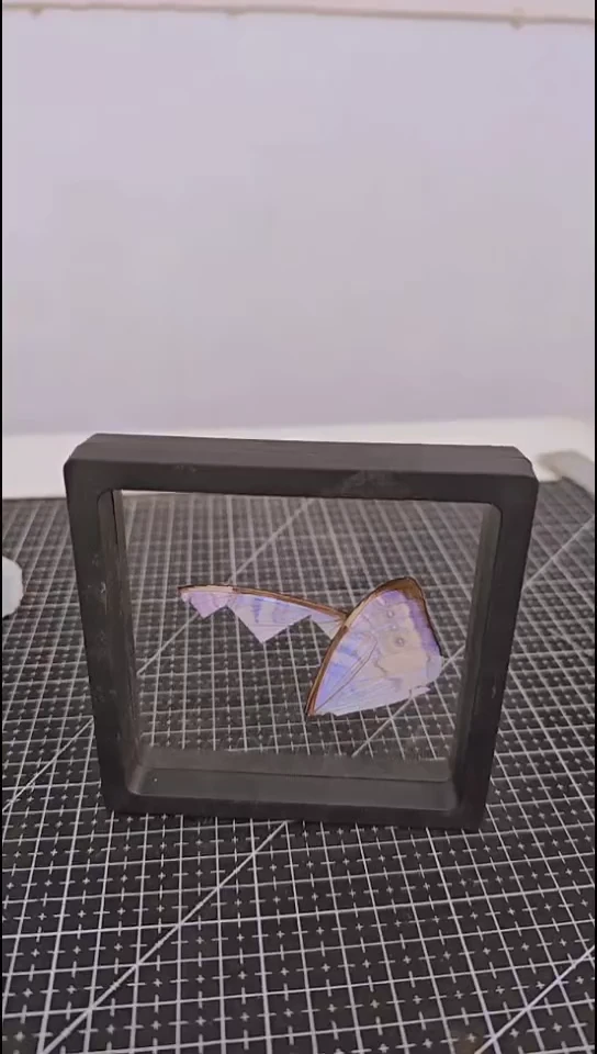 開****.纯手做蝴蝶标本快来抢！