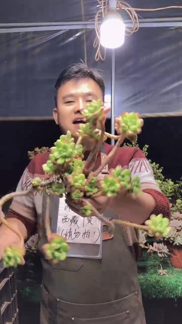 207香格里拉一物一拍