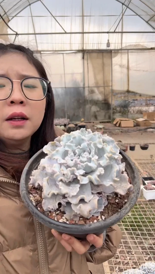 【闪购商品】21-大号单头起白饺子皮8