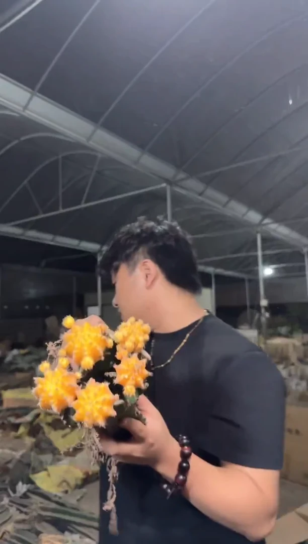 5颗 黄牡丹 自然锦【嫁接】