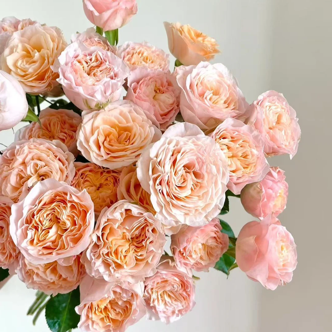 【植迷不误】米奇多头玫瑰 居家插花云南鲜花 基地包邮直发
