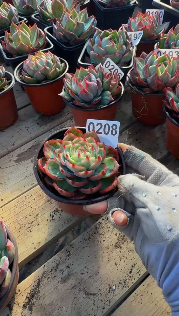 【闪购商品】0208惊鸿仙子（裸根发货）