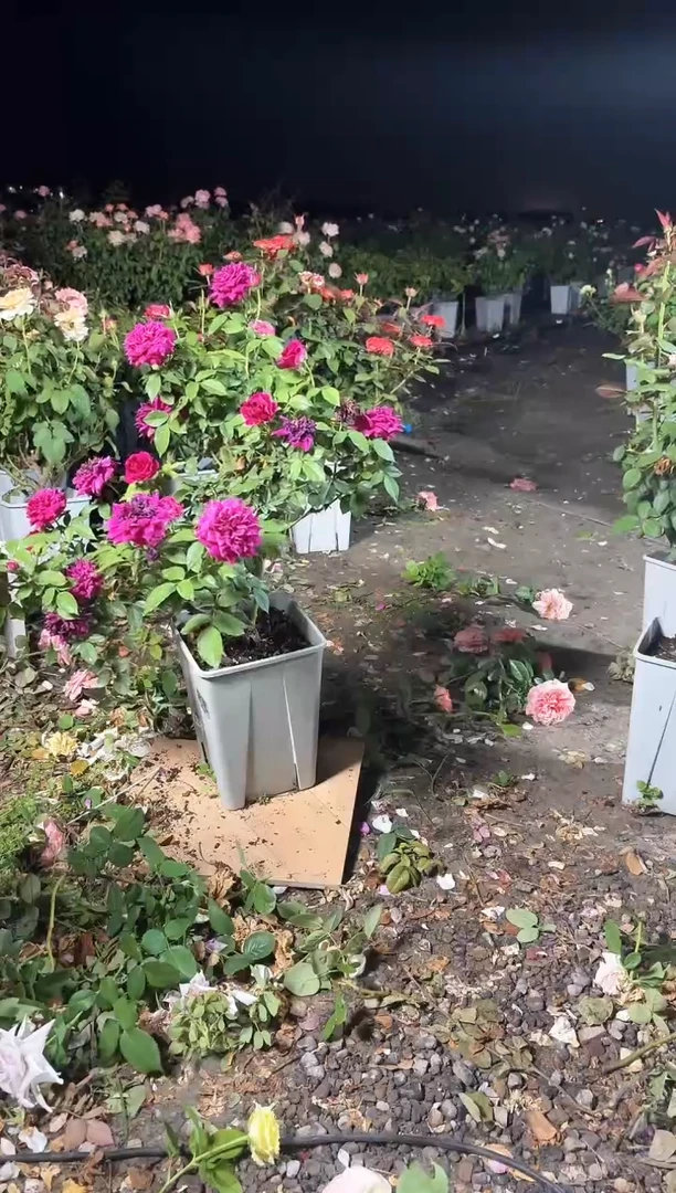 当前无花朵，栽培后可花朵真****?127紫茸6.5