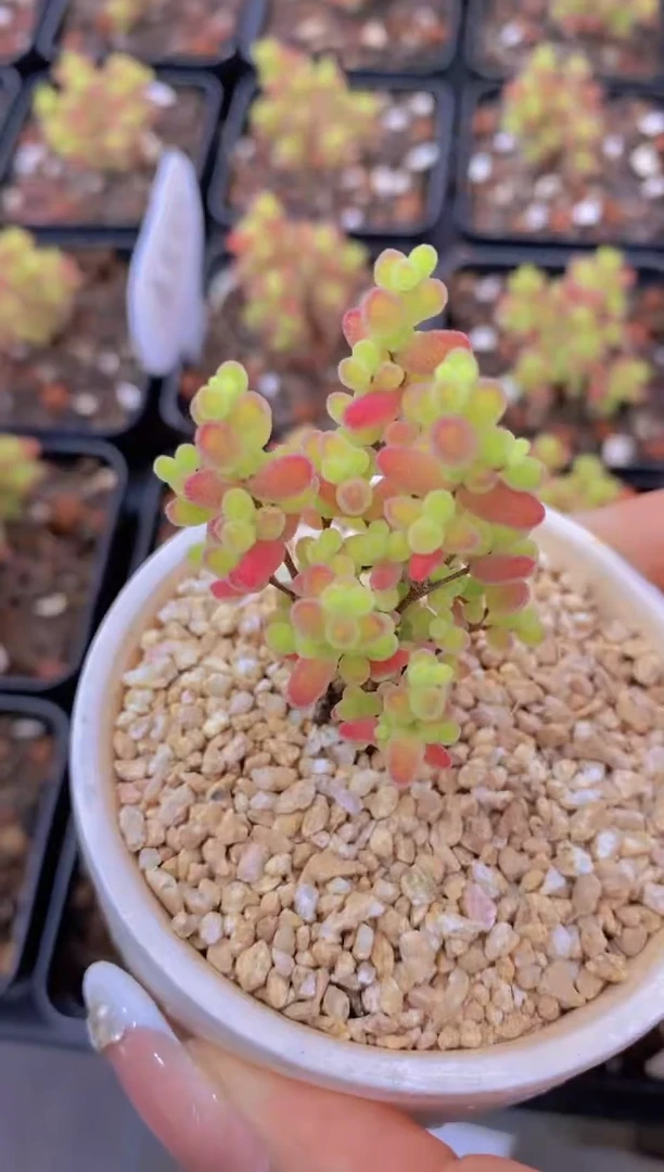 A335-蜜橘枝干3cm（量拍）