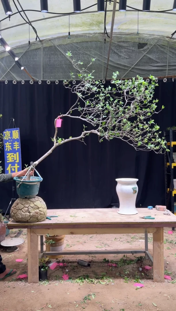 当前无花朵，栽培后可花朵居****君海岛栀子花