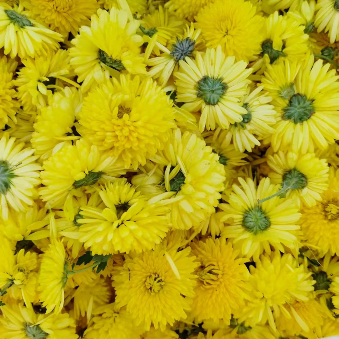 蔡小庄菊花茶  黄菊  北京菊  胎菊   清热