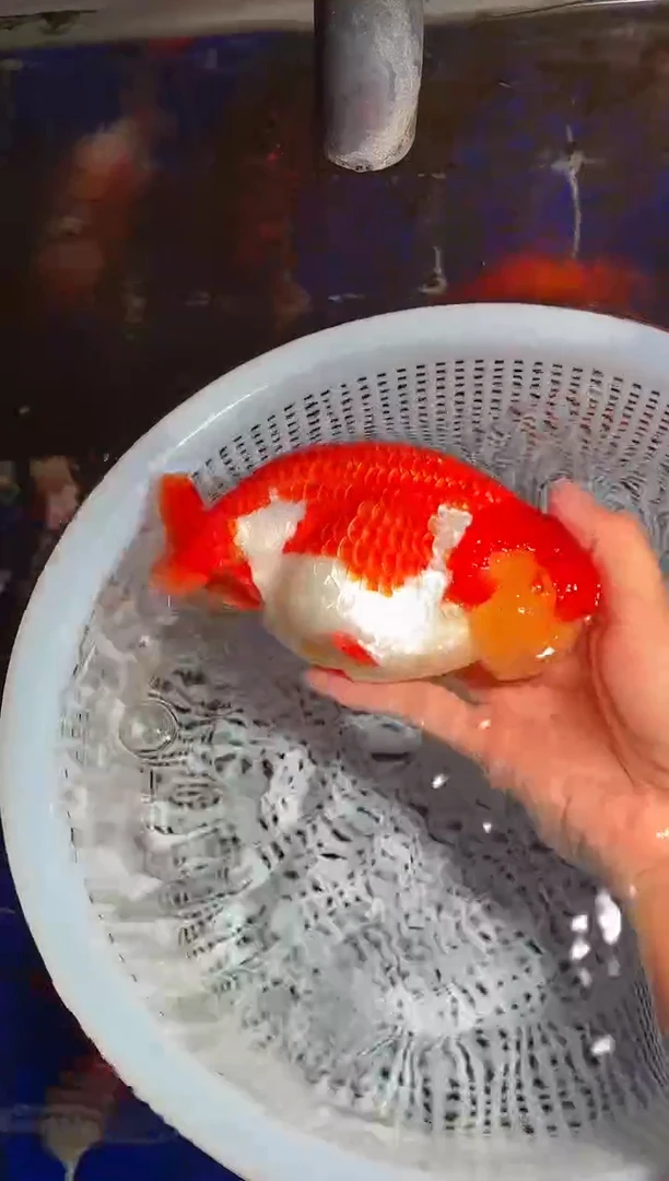 金鱼（运费自理，马印灯照射）福州追鱼兰寿金鱼