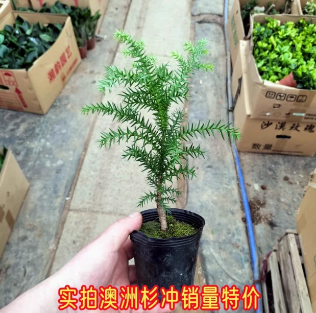 澳洲杉盆景不老松树桩桌面办公室好养南洋杉微型景观室内绿植盆栽
