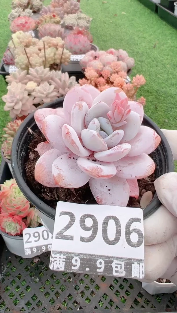 【闪购商品】信福多肉一物一拍