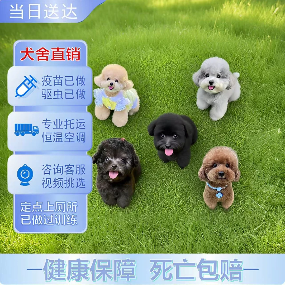 纯种泰迪幼犬灰泰迪香槟色泰迪犬茶杯体小体长不大宠物狗狗活体
