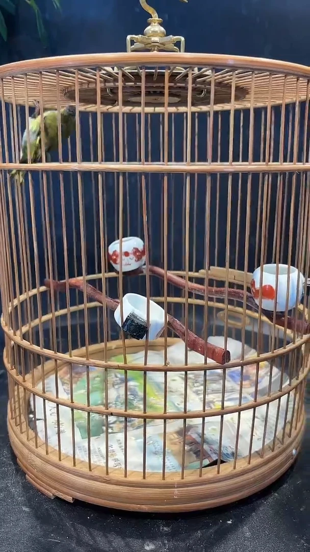 黄雀精品养笼000