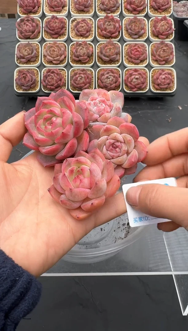 【闪购商品】528号一物一拍4-7cm包邮4颗