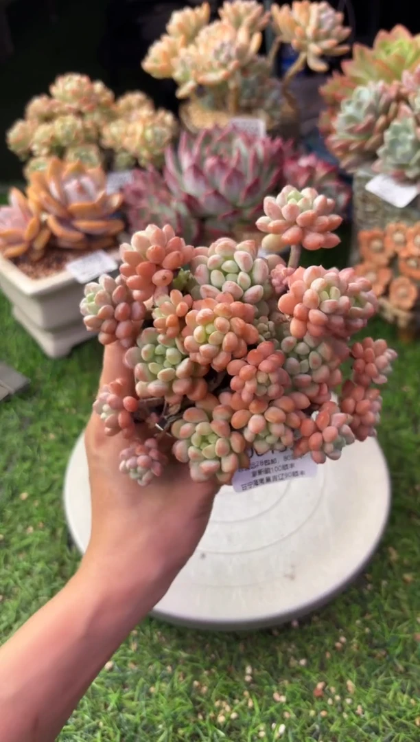 昆明印象多肉00155