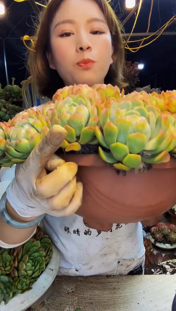 贴****?大香水贝瑞10颗脱土物流